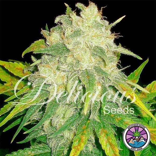 Il Diavolo Auto planta de marihuana