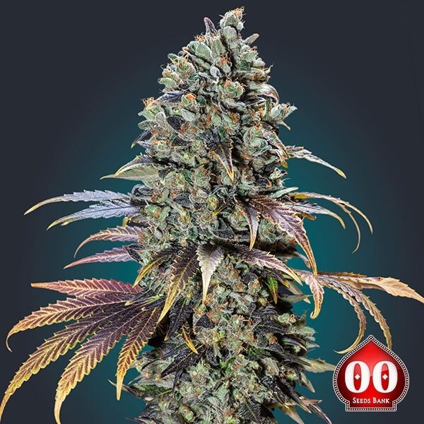California Kush planta de marihuana