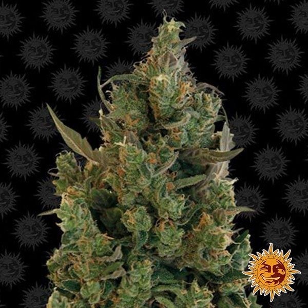 Blue Cheese planta de marihuana