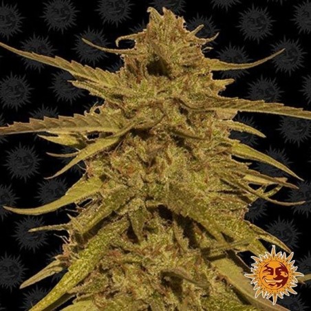 Pineapple Haze Regolare