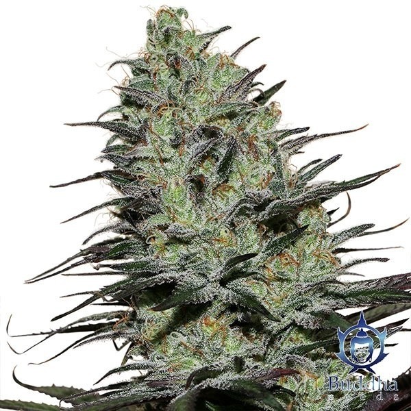 Morpheus planta de marihuana