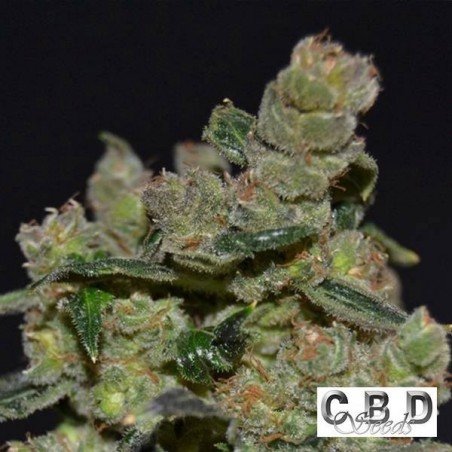 Diesel