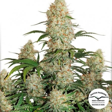 Auto Critical Orange Punch