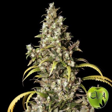 Planta de marihuana