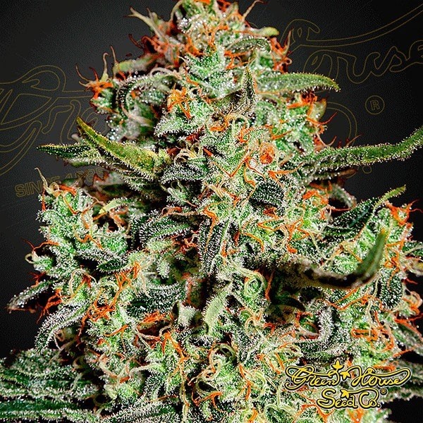 Semilla de marihuana