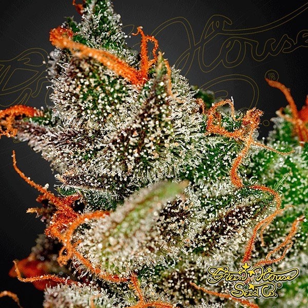 Planta de marihuana