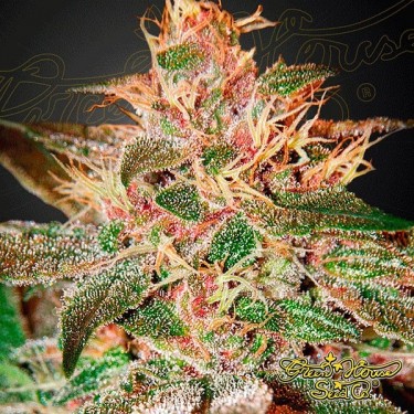 Planta de marihuana
