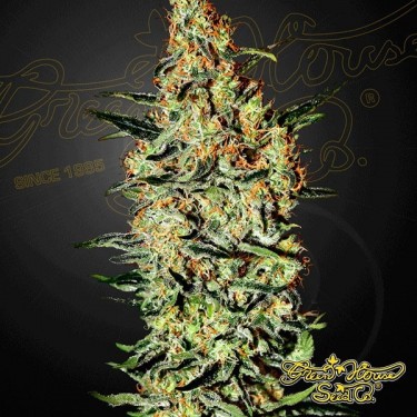 Neville's Haze planta de marihuana