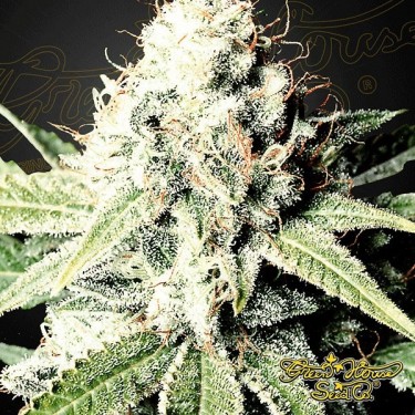 Semilla de marihuana