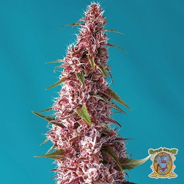 Planta de marihuana