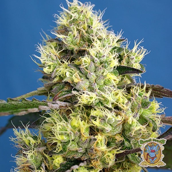 Planta de marihuana