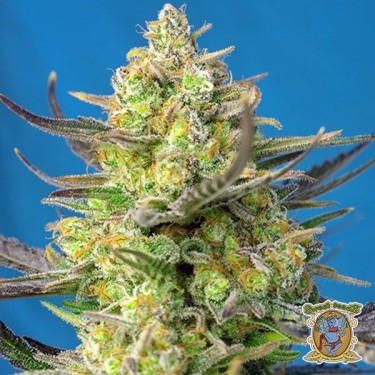Planta de marihuana