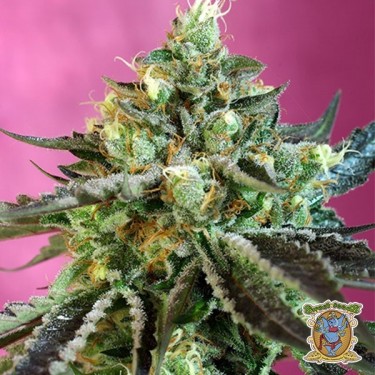 Planta de marihuana