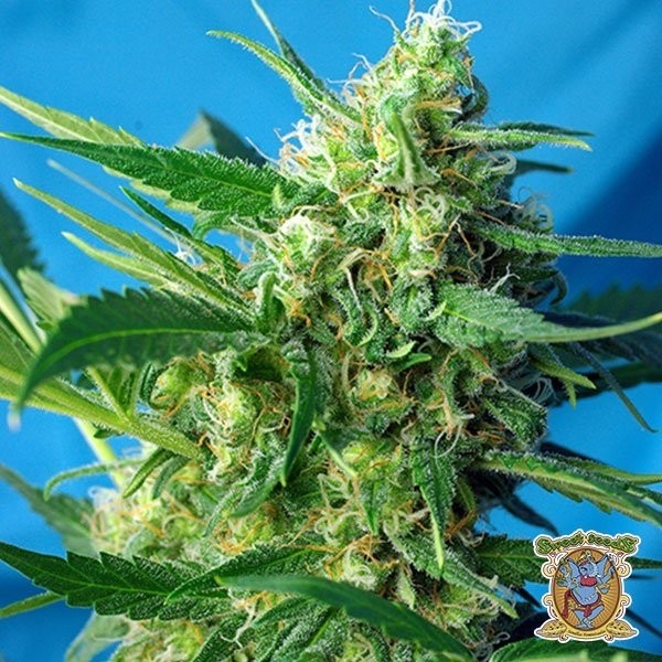 Planta de marihuana