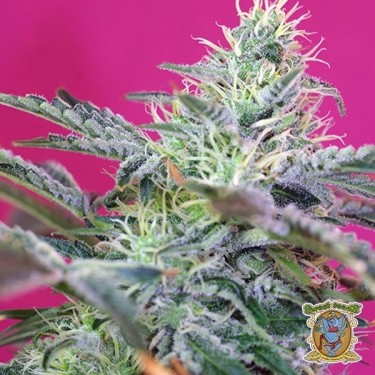 Planta de marihuana