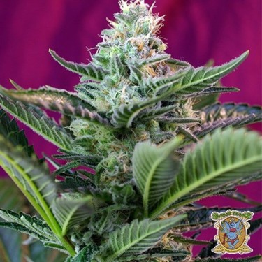 Planta de marihuana