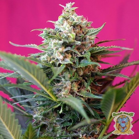 Big Devil XL Auto