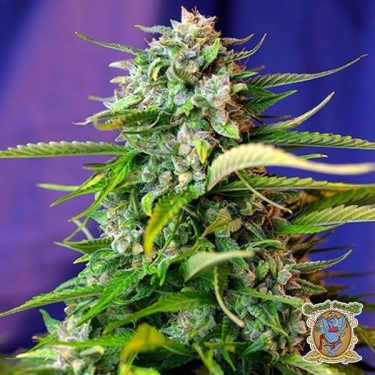 Planta de marihuana