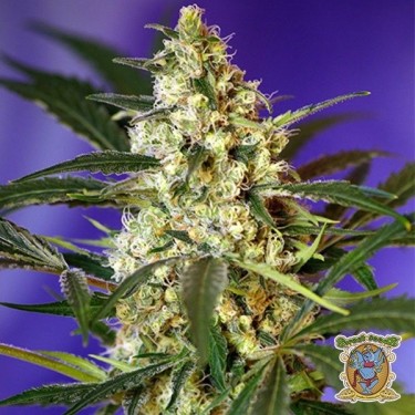 Planta de marihuana