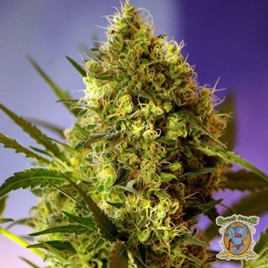 Planta de marihuana