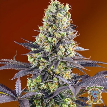 Planta de marihuana