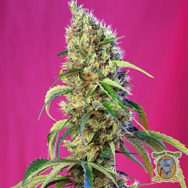 Planta de marihuana