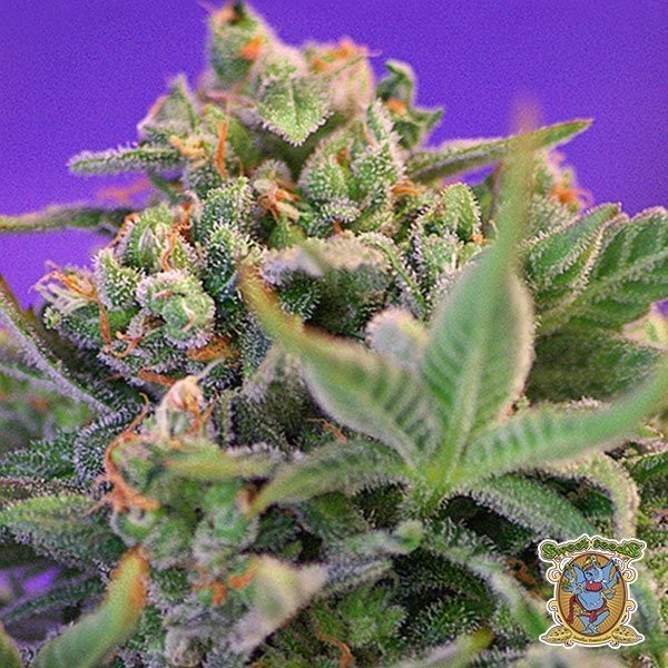 Planta de marihuana