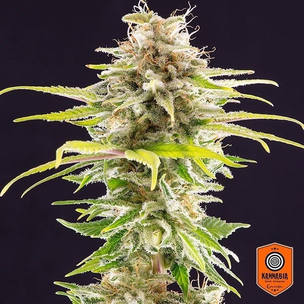 Super OG Kush planta de marihuana