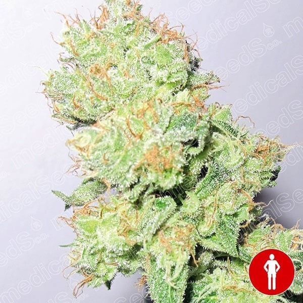 Y Griega CBD planta de marihuana