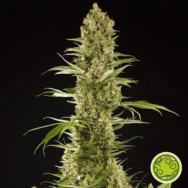 Sugar Pop planta de marihuana