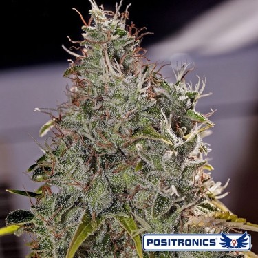 Amnesia Mistery planta de marihuana