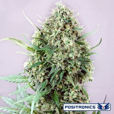 Jack Diesel planta de marihuana