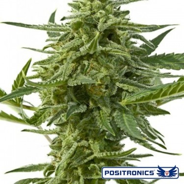 Northern Haze Express Auto