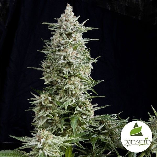Amnesia Gold