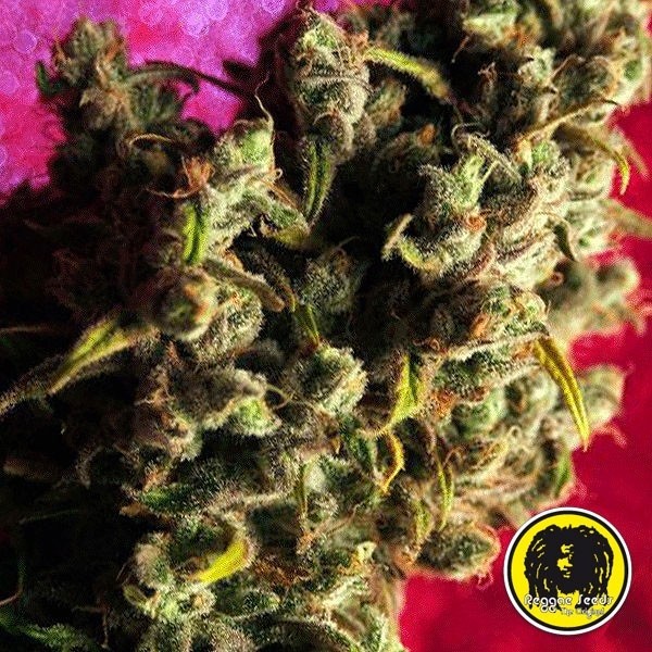 Respect regular planta de marihuana
