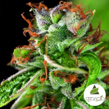 Double OG Haze