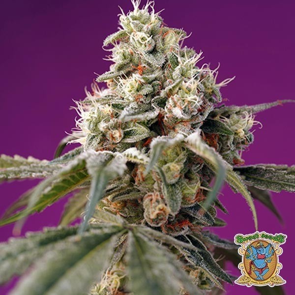 Bruce Banner Auto