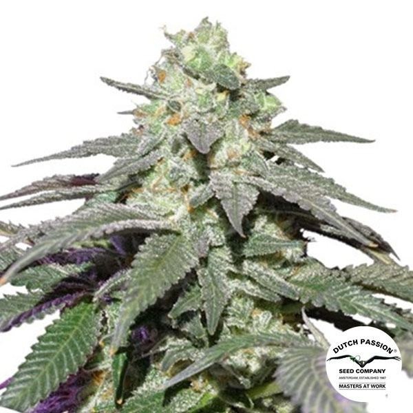 Auto Skywalker Haze
