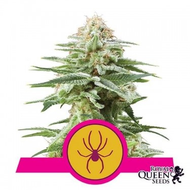 White Widow
