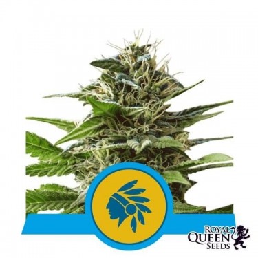 Tatanka Pure CBD