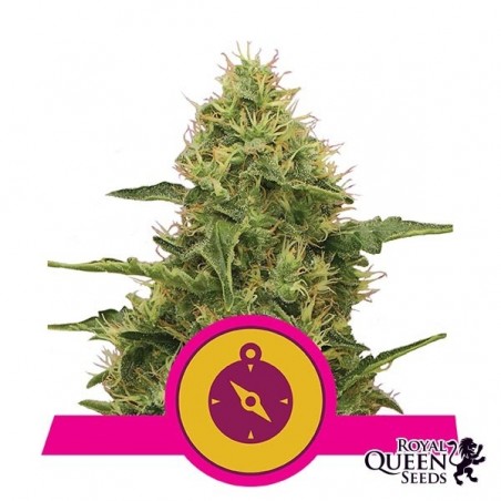 Northern Lights