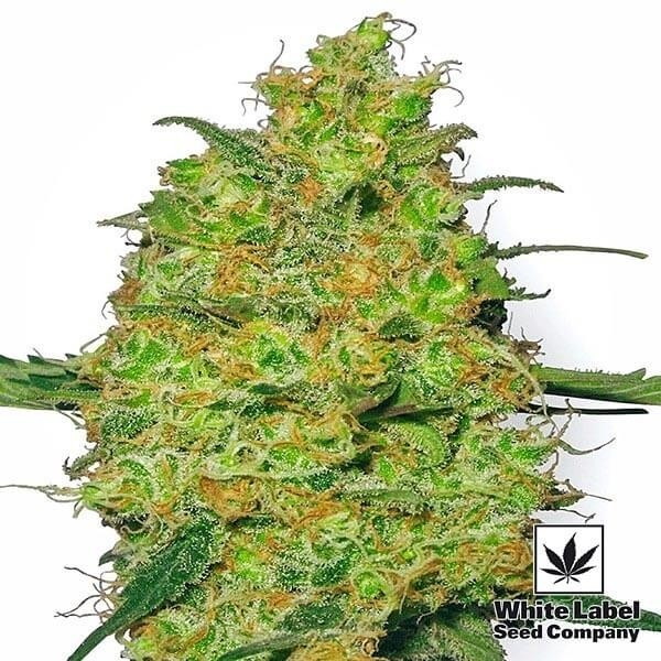 Master Kush Regular