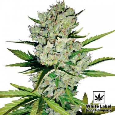 Skunk Auto