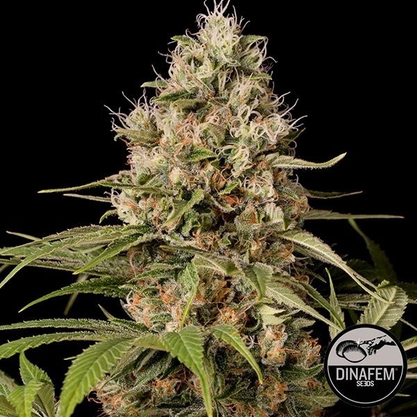 Shark Shock CBD