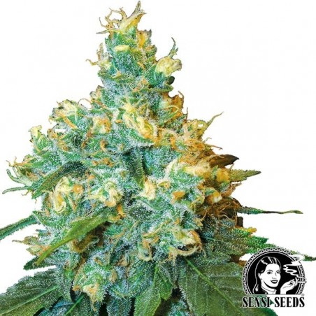 Jack Herer Regular