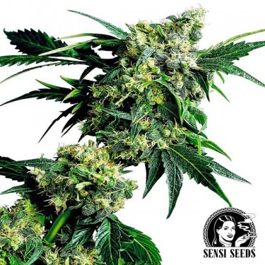 Mr.Nice G13 x Hash Plant...