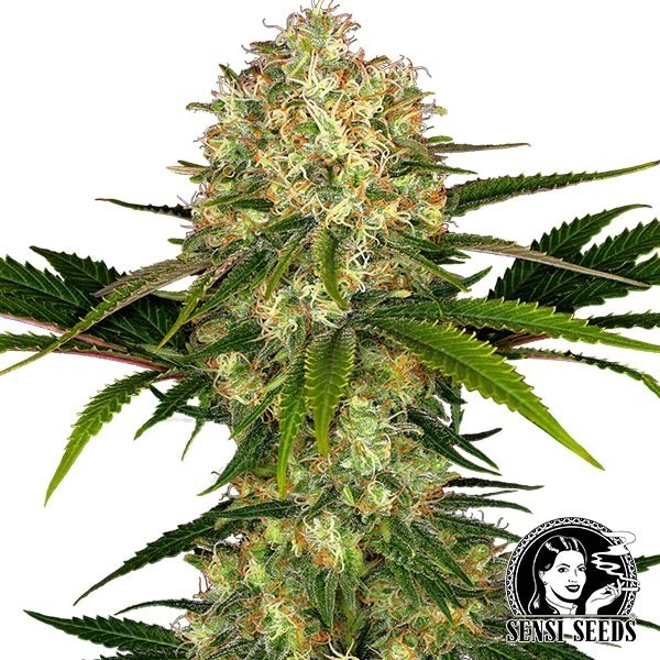 Afghani 1 regular - Sensi seeds