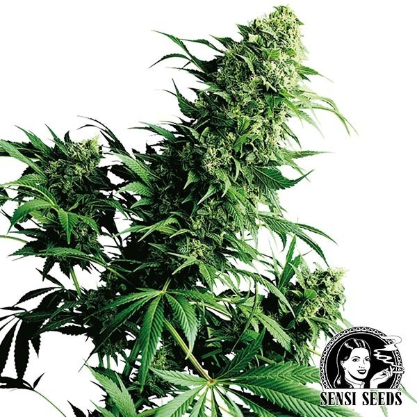 Shiva Shanti II Regular
