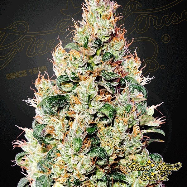 Exodus Cheese Auto CBD