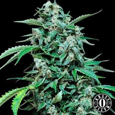 Maxi Haze